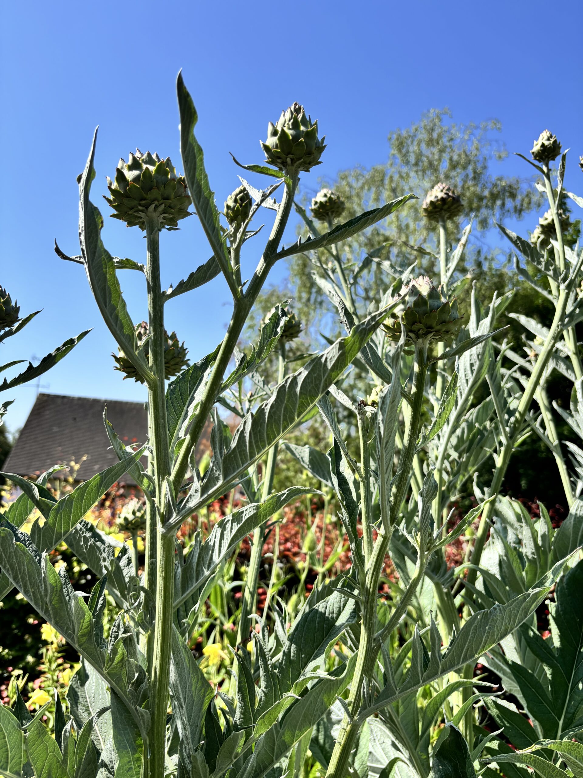 Monet House & Gardens