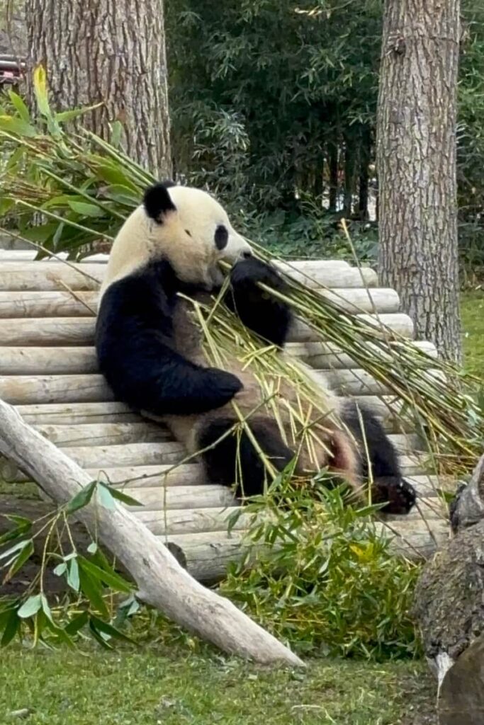 Madrid Zoo