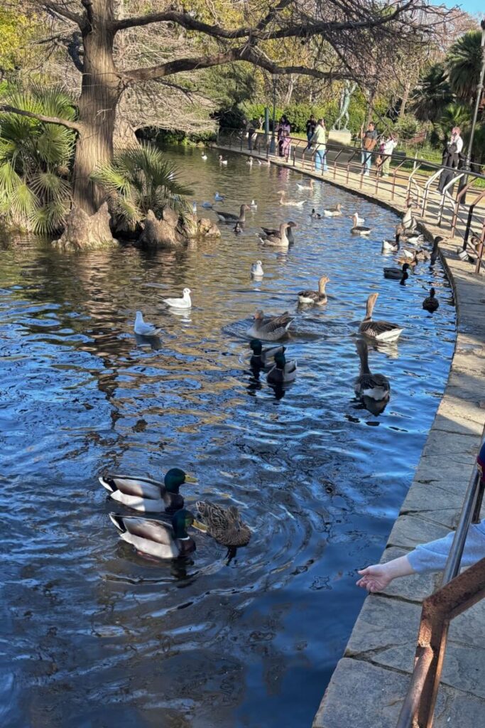 Parc de la Ciutadella with ducks in December