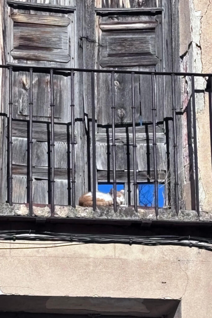 Segovia Cat Sleeping in the Sun